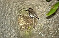 DSC_1706 eastern phoebe.jpg