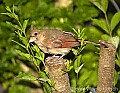 DSC_2388 female cardinal.jpg