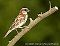 DSC_2427 sparrow.jpg
