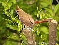 DSC_2432  female cardinal.jpg