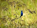 DSC_2454 indigo bunting thin plant.jpg