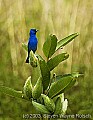 DSC_2461 indigo bunting on milkweed pod.jpg