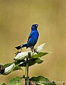 DSC_2464 indigo bunting.jpg