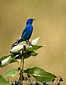 DSC_2467 indigo bunting.jpg