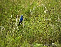 DSC_2482 indigo bunting.jpg