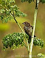 DSC_2487 immature indigo bunting.jpg