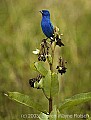 DSC_2492 indigo bunting.jpg