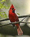 DSC_2521 male cardinal.jpg