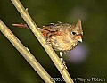 DSC_2618 female cardinal.jpg