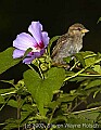 DSC_2627 sparrow and hibiscus.jpg