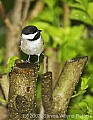 DSC_3034 chickadee.jpg