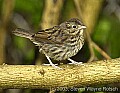 DSC_3079 sparrow.jpg