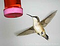 DSC_3119 hummingbirg.jpg