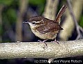 DSC_3123 wren.jpg