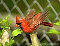 DSC_3130 cardinal taking flight.jpg