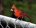 DSC_3131 cardinal.jpg