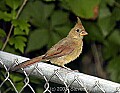 DSC_3135cardinal female.jpg