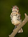 DSC_3265 immature sparrow.jpg