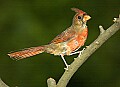 DSC_3395 immature male cardinal.jpg