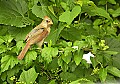 DSC_3405 female cardinal.tif