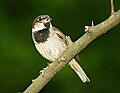 DSC_3445 male sparrow.jpg