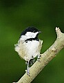 DSC_3448 chicadee.jpg