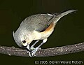 DSC_5291 titmouse eating.jpg