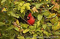 DSC_5584 Male Cardinal.jpg