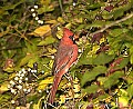 DSC_5589 male cardinal.jpg