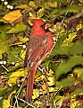 DSC_5590 cardinal male.jpg