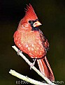 DSC_5603 male cardinal.jpg