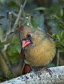 DSC_6298 inquizative female cardinal.jpg