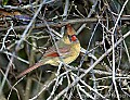 DSC_6311 female cardinal.jpg