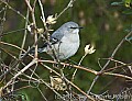 DSC_6322 gnatcatcher.jpg