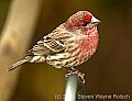 DSC_6417 house finch.jpg