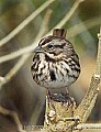 DSC_6422  sparrow.jpg