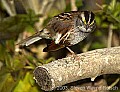 DSC_6429 white-throated sparrow preening.jpg