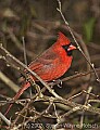 DSC_6432 male cardinal.jpg