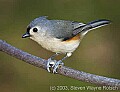 DSC_6439 tufted titmouse.jpg