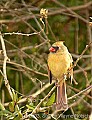 DSC_6454 female cardinal.jpg