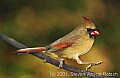 DSC_6457 female cardinal walking.jpg