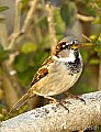 DSC_6474 sparrow--nice light.jpg
