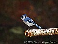 DSC_6484 bluejay.jpg