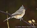 DSC_6494 tufted titmouse.jpg