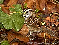 DSC_6508 white-throated sparrow.jpg