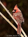 DSC_6510 male cardinal.jpg