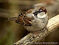 DSC_6536 house sparrow.jpg