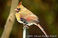 DSC_6537 female cardinal.jpg