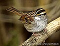 DSC_6546 white-throated sparrow.jpg