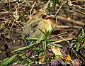 DSC_6594 female cardinal.jpg